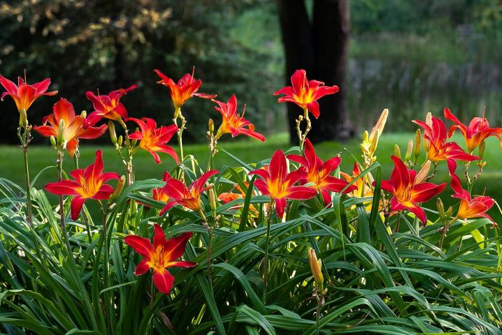 Red daylilies